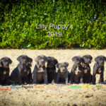 Lilly Puppy's 2019 (Brandi/Bambino/Bambini/Bageera/Barney/Juno/Brann/Bellissa/Bobby/Belini/Balou